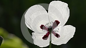 White poppy flower close up