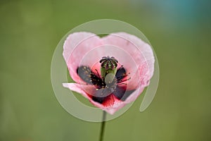 White poppy flower close-up