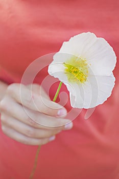 White poppy flower decoration in a female hand