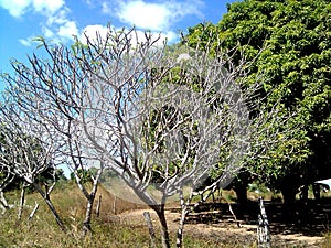 Blanco amapola flor jardín 