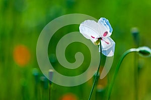 White poppy flower on green background