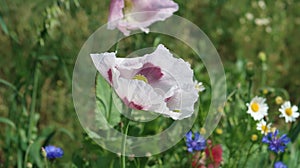 White poppy flower with a green bug