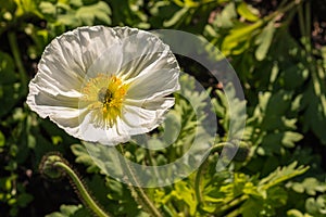 White poppy flower head in bloom