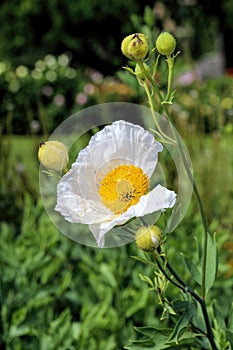 White poppy flower Papaver sp.