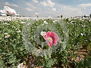 White poppy flower in the wind. Filed with green poppy heads in background.