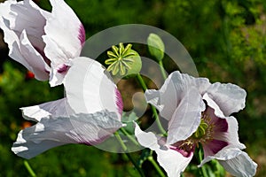 White poppy flowers and green buds on a sunny day in the garden