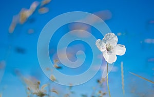 White poppy flowers on the meadow.