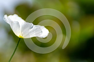 White poppy in the garden in soft focus and blurred background