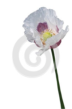 White poppy isolated on a white background.