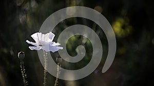 White poppy, like the white crow.White poppy, like the white crow.