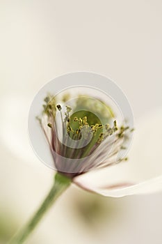 White poppy with reflexions