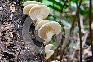 White porcelain fungus