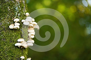 White porcelain fungus on beech tree