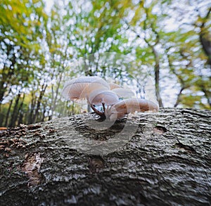 White porcelain mushrooms on tree trunk seen with frog perspective