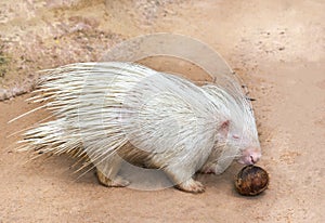 White porcupine eating coconut