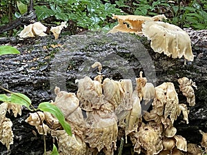 White-Pored Chicken of the Woods Fungus on the Seneca Creek Greenway trail in Maryland