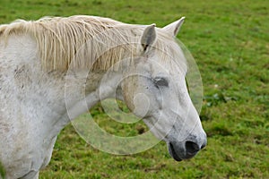 White portrait