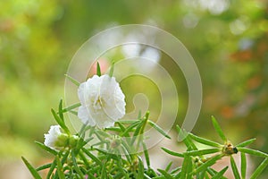White portulaca flower