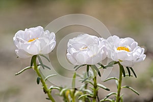 White Portulaca flowers in summer