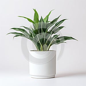 White pot with beauty green plant on a white background