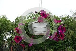 White pot with magenta colored flowers of petunias
