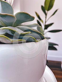 White pot with succulent in it against ficus