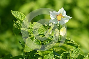 Potato flower