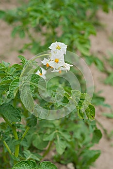 white potato flowers in the garden
