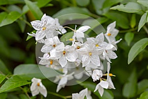 A white potato vine plant in bloom