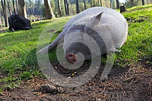 White potbellied pig in wildlife park photo