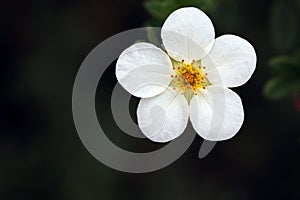 White Potentilla flower