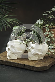 White pots for plants with succulents in the shape of a skull made of plaster, concrete. Creative Halloween floral