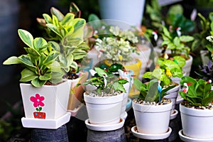 White pots with small green plant and colorful decoraton bird in garden photo