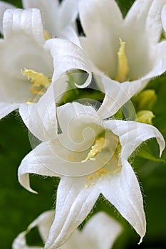 White Pouffe Milky Bellflower