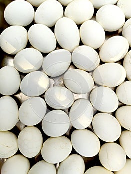 White poultry eggs