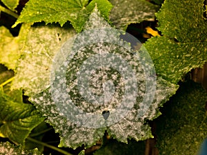 White powdery mildew on cucumber plant