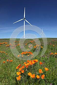 White Power Generating Wind Turbines, Wildflowers