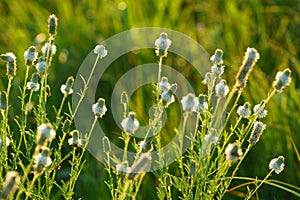 White prairie clover - Dalea candida photo