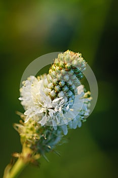 White prairie clover - Dalea candida photo