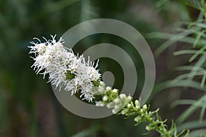 White prairie gay feather