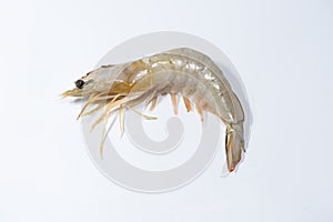 White Prawn without head