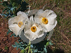 White Prickly Poppy Flower