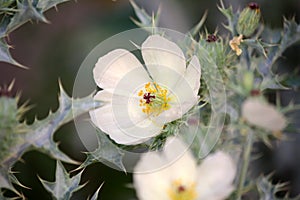 White prickly poppy flower (Argemone albiflora) with prickly leaves : (pix SShukla)