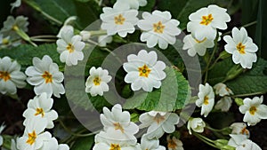 White primrose flower