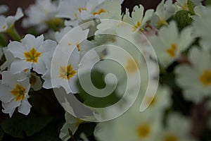 White Primrose, Primel during spring time