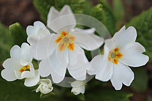 White Primula With Delicate Petals In The Garden