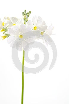 White primula flower