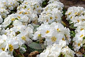 White primula flower on flowebed