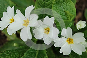 White Primula With Green Leaves In The garden