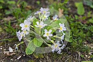 white primula vulgaris Huds.